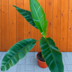 Banánovník panašovaný (Musa acuminata) ´NONO HOT PINK´ - výška 70-90 cm, kont. C10L